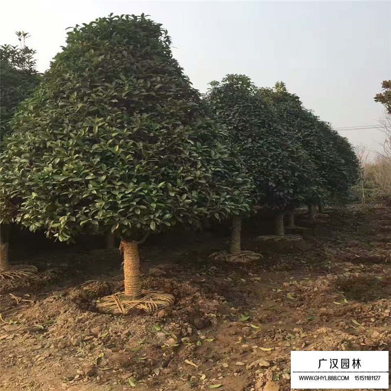 沭阳桂花树价格