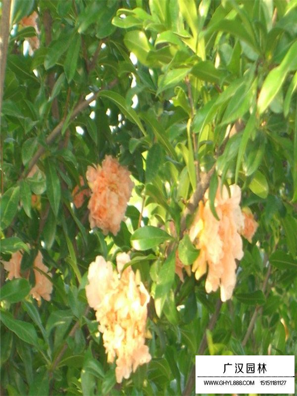 丛生花石榴蓬径180-200cm