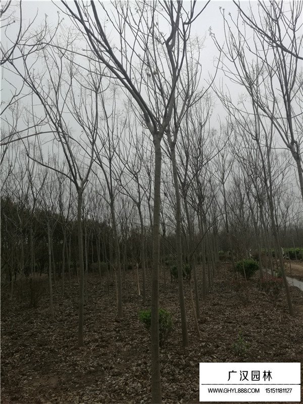 黄山栾基地在哪里