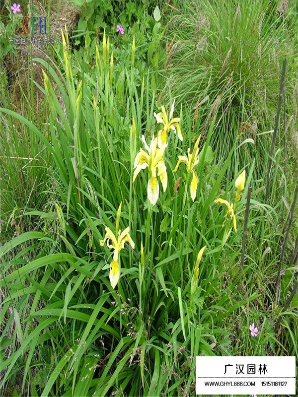 黄花鸢尾