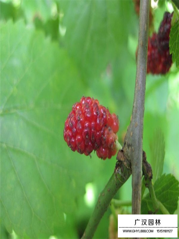 那里有桑树果树