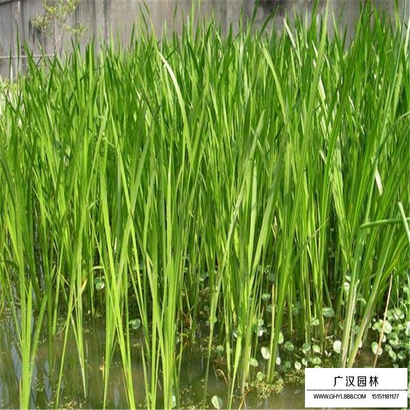 菖蒲水生植物