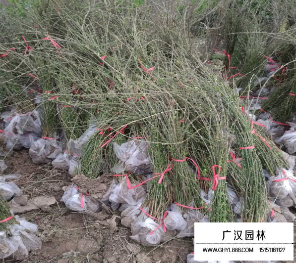 迎春花种植基地