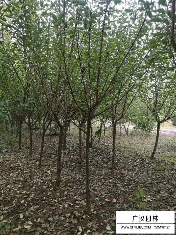 红梅树养殖方法？