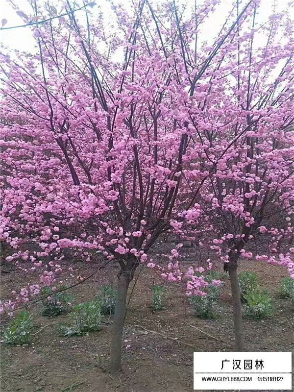 榆叶梅树苗造型盆景
