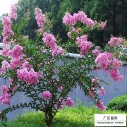 小叶紫薇树
