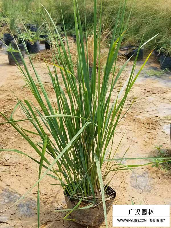 香芒草功效图片