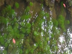 水盾草