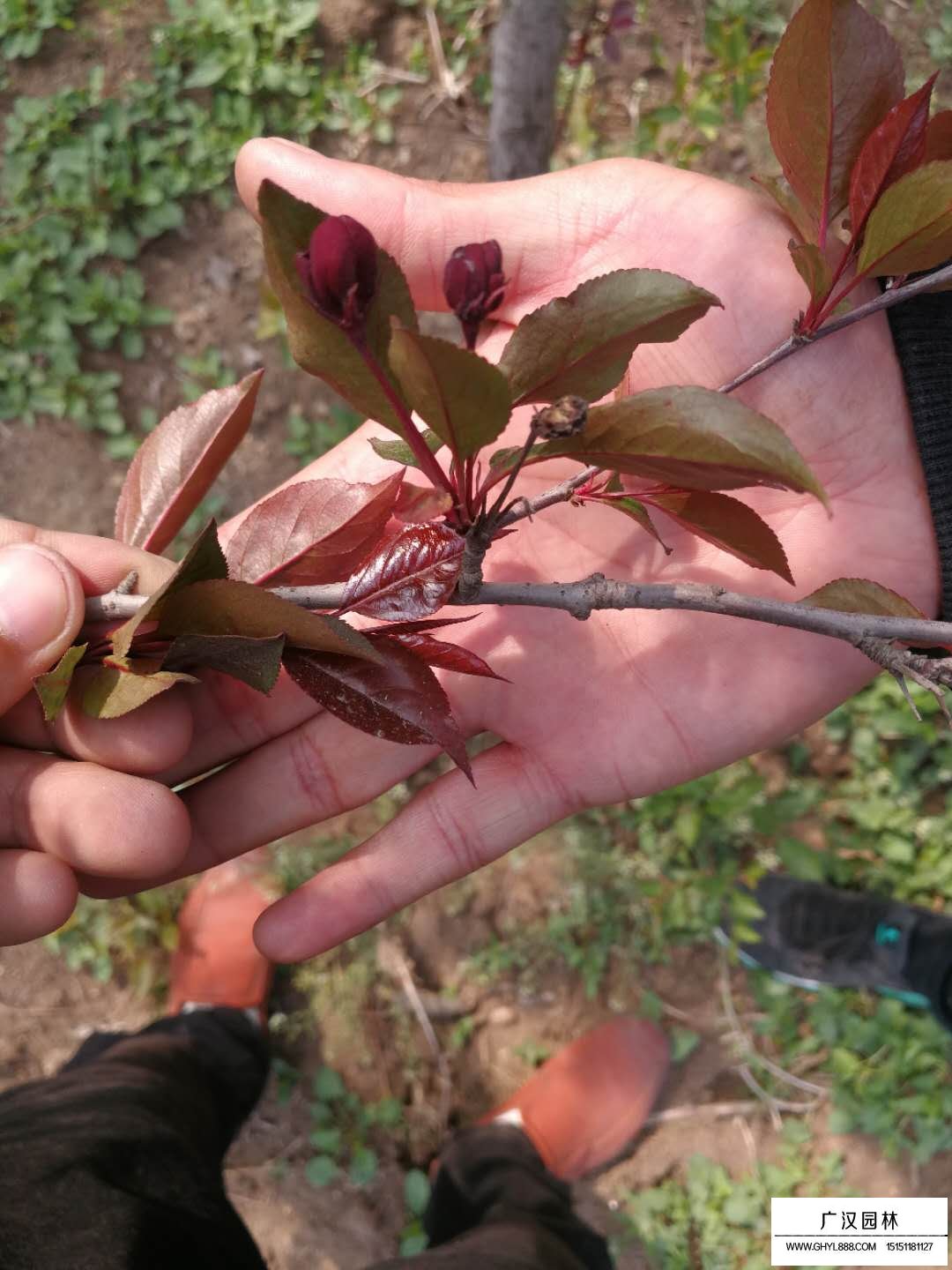 海棠花为什么叫断肠花(图1)