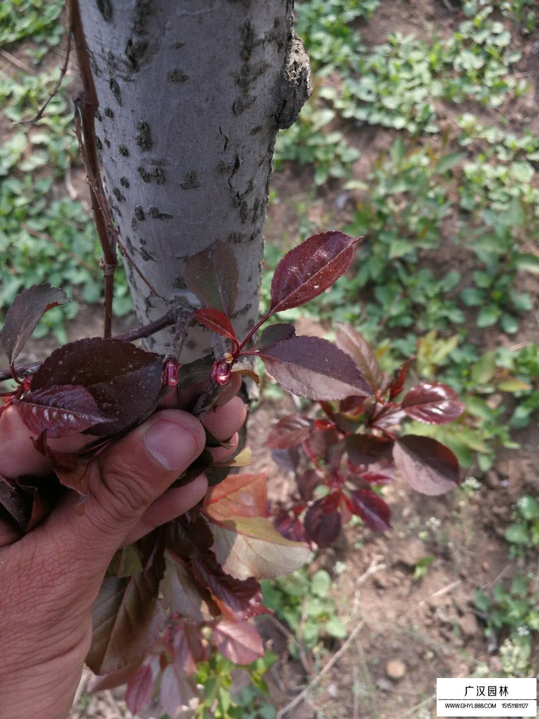 海棠花为什么叫断肠花(图2)