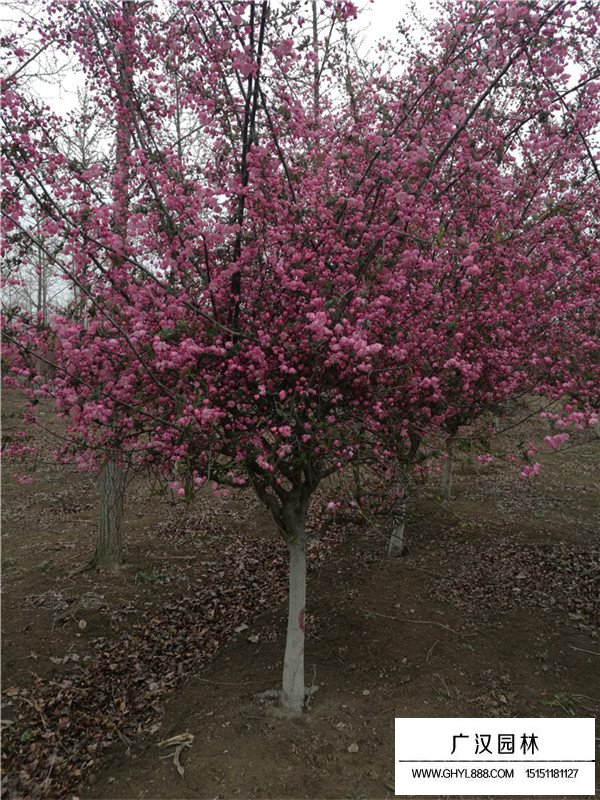 海棠树的成长过程和常规品种(图1)
