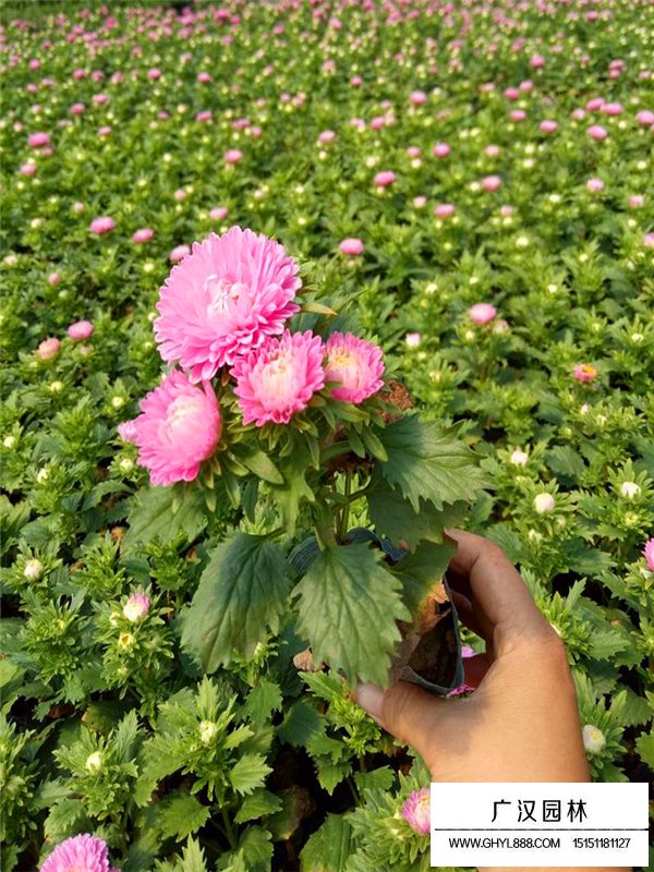 翠菊是菊花吗(图1)