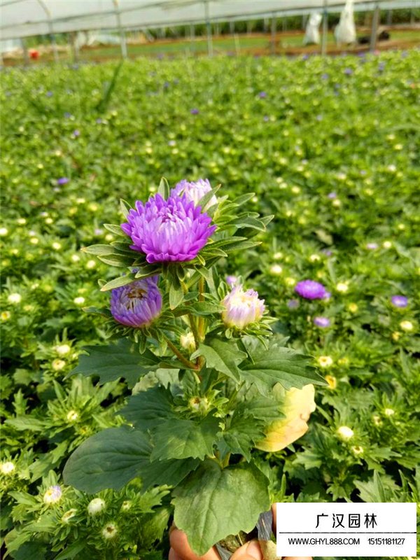 翠菊是菊花吗(图2)