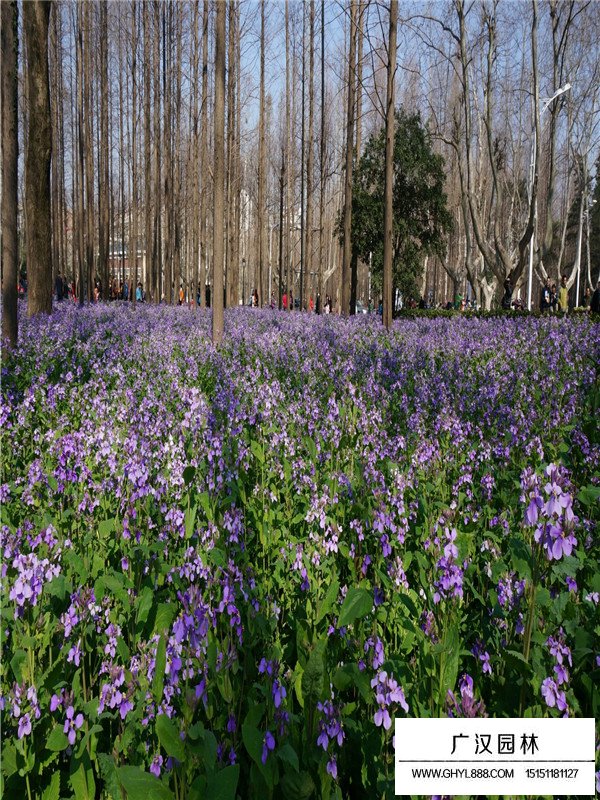 二月兰是草花吗(图1)