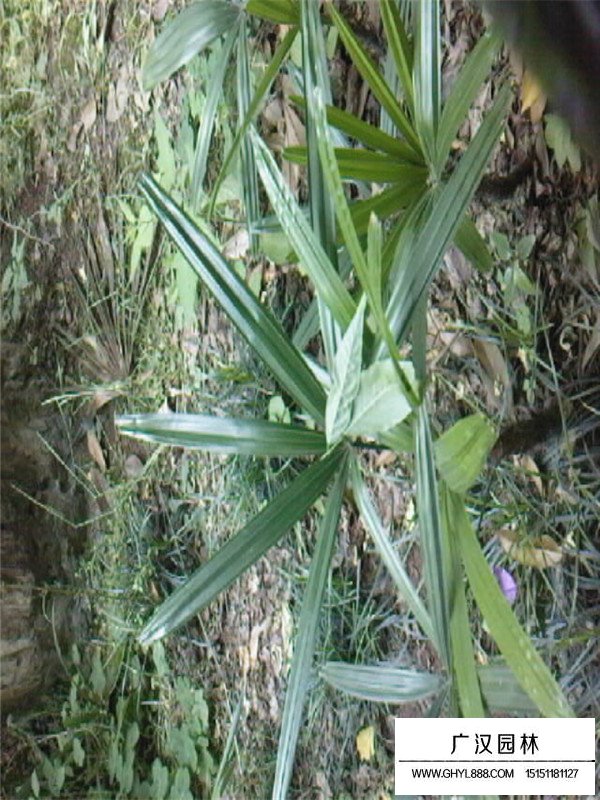 棕竹(图2)