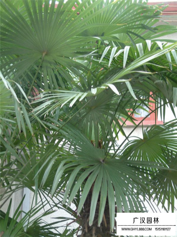 棕竹(图3)