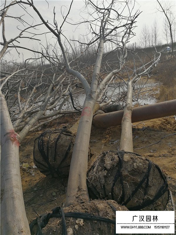 黄山栾树基地在哪里？(图4)