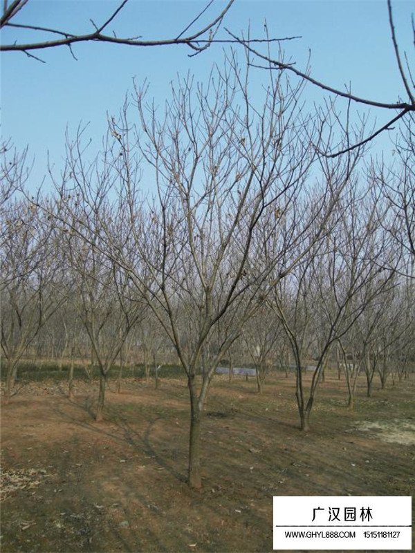 板栗树(图6)