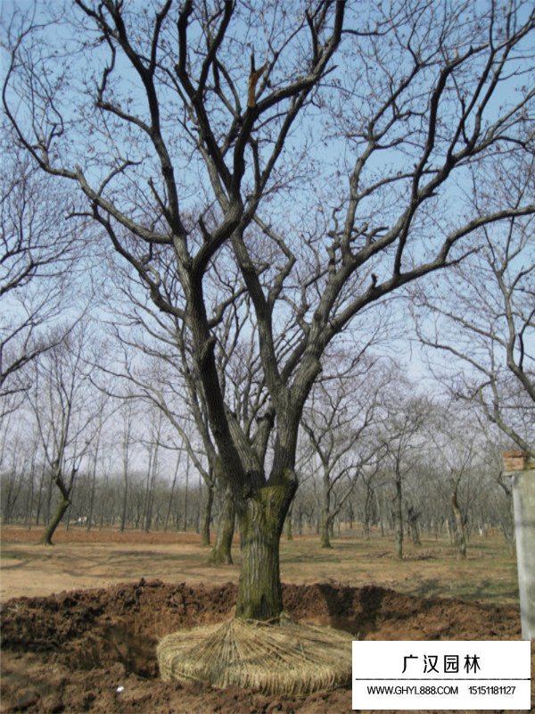 板栗树(图1)