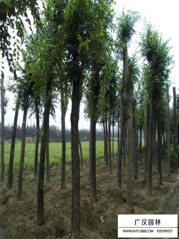 朴树移栽苗(图2)