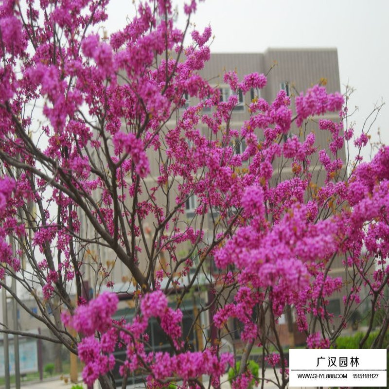 紫荆寓意,紫荆树外形(图3)