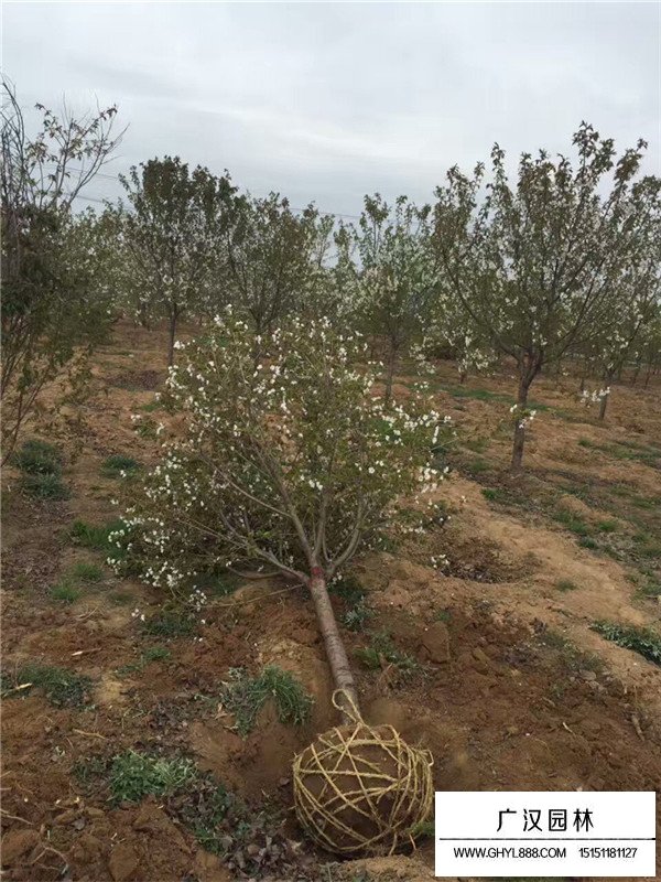 樱花树的种植前景怎样(图1)