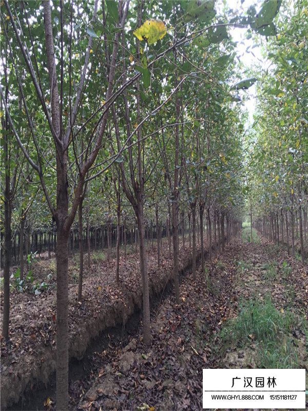 樱花树的种植前景怎样(图2)