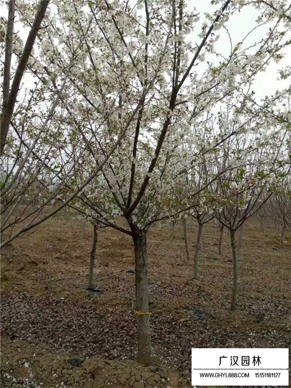 樱花树的种植前景怎样(图3)