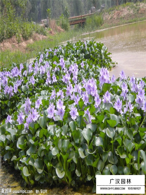 水葫芦图片(图2)