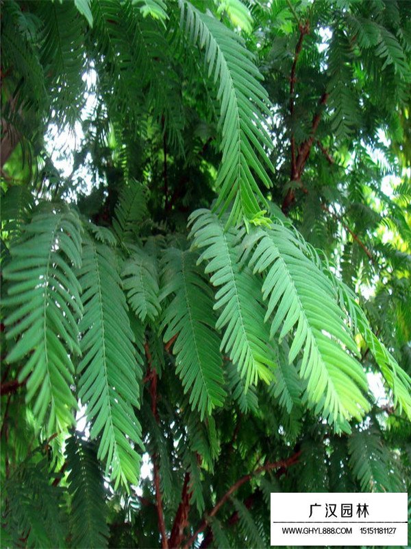 水杉树图片(图2)