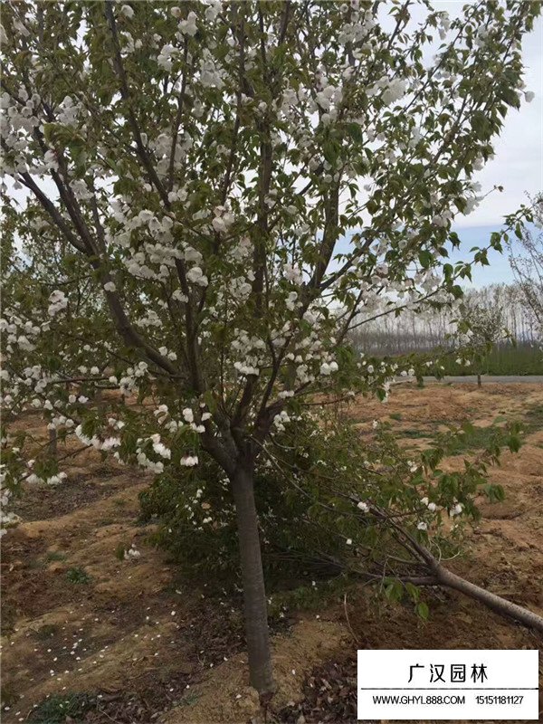 种植樱花树前景如何(图2)