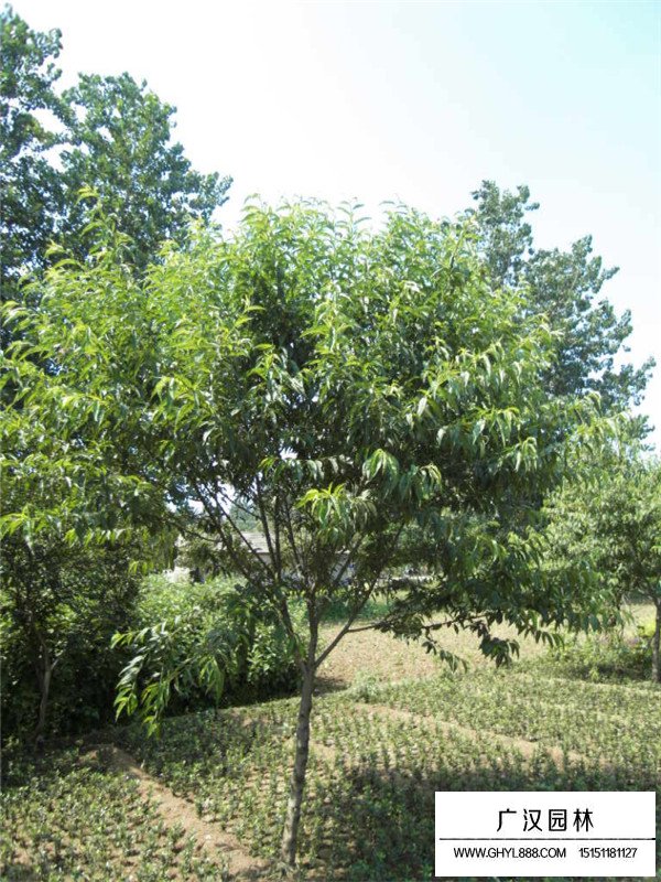 桃树种子(图1)