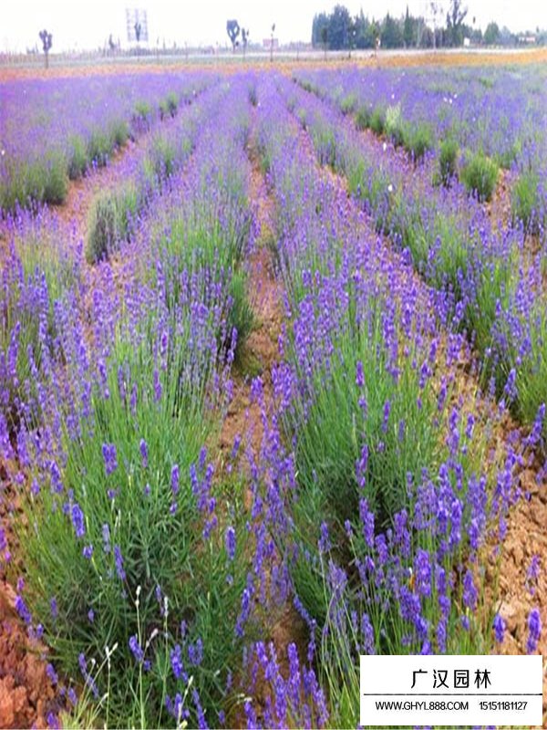 薰衣草繁育基地在哪里(图3)