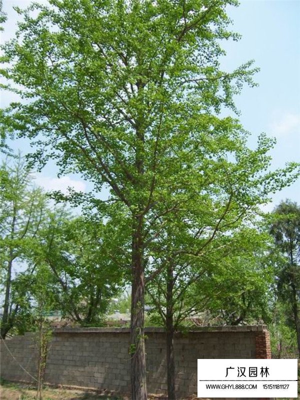 银杏树小苗(图2)