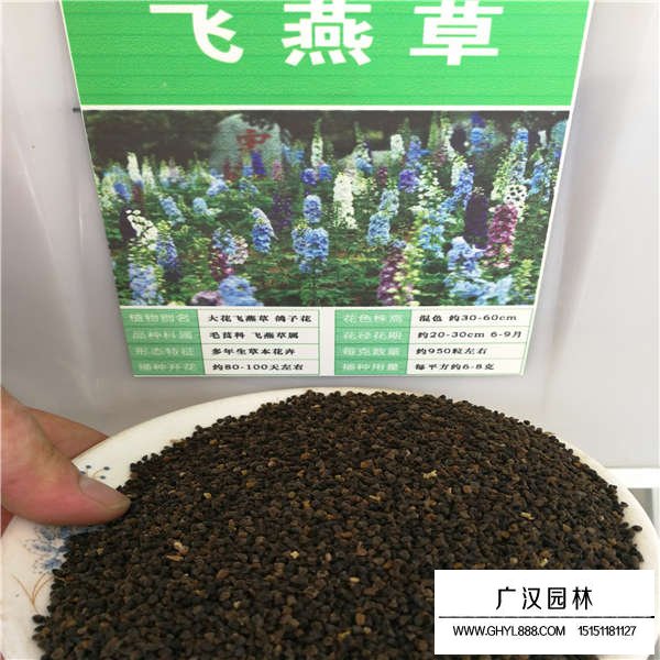 飞燕草种子(图1)