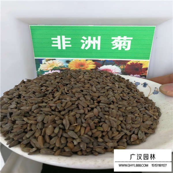 非洲菊有种子吗？(图1)