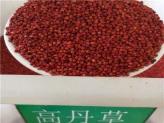 高丹草种子