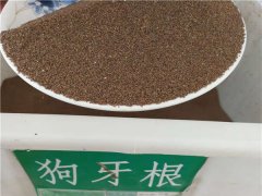 狗牙根种子