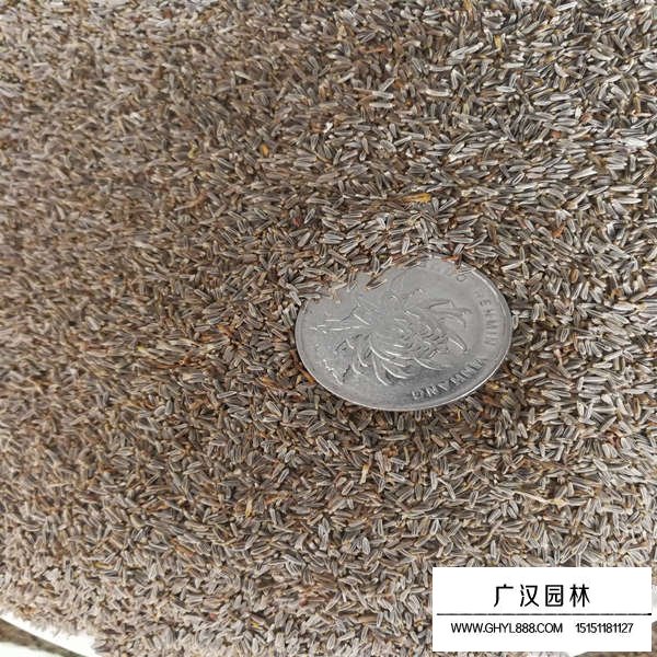 白晶菊种子多少钱一斤(图2)