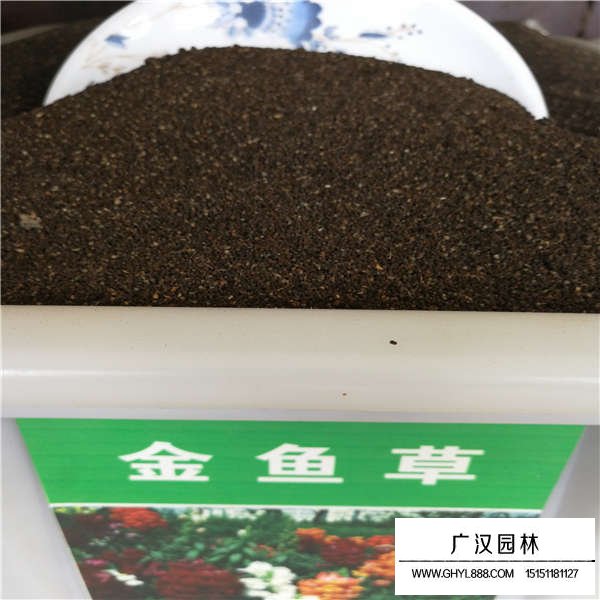 金鱼草种子多少钱一斤(图1)