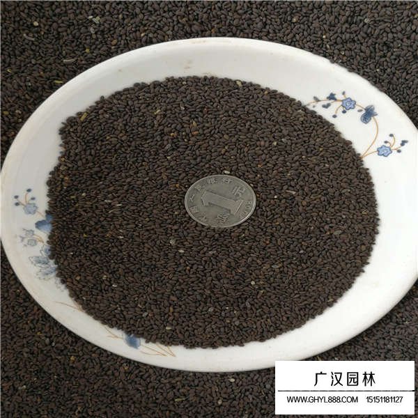 兰花鼠尾草种子(图2)