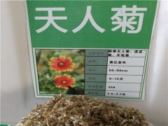 天人菊种子