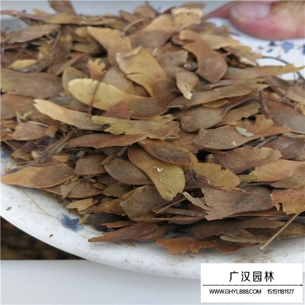 五角枫种子(图2)