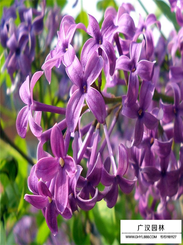 紫丁香小苗(图2)