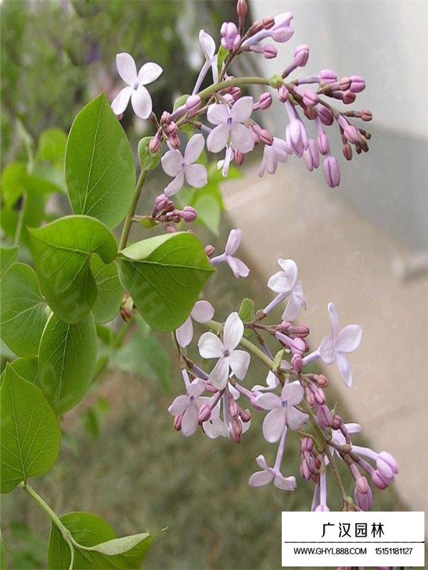 紫丁香小苗(图3)