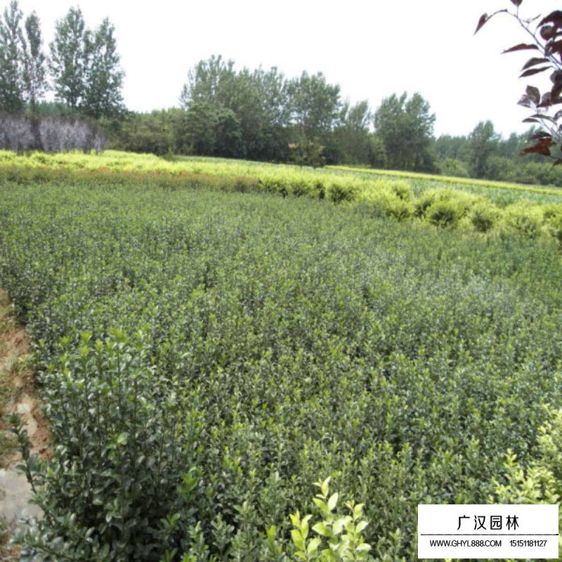大叶黄杨生长环境(图1)