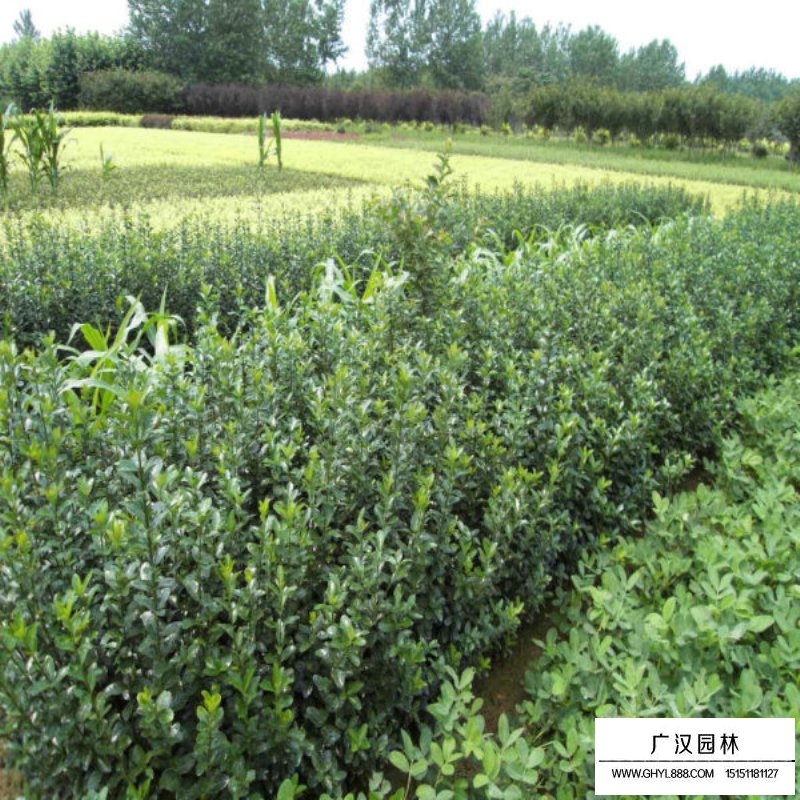 大叶黄杨生长环境(图3)