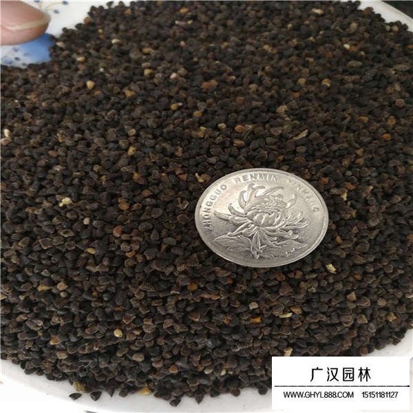 飞燕草种子多少钱一斤(图3)
