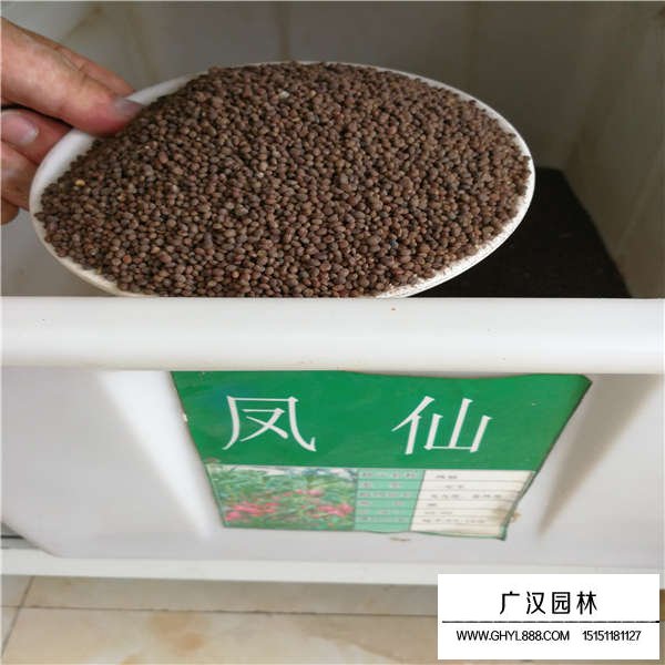 凤仙种子多少钱一斤(图1)
