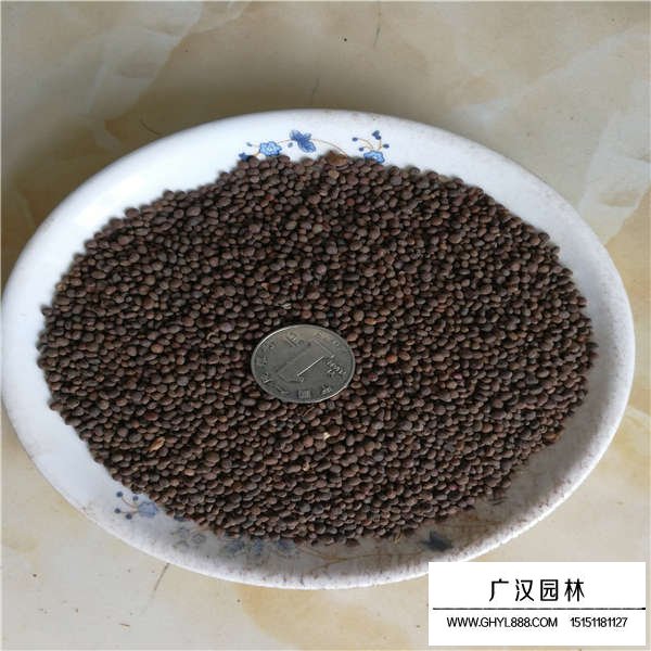 凤仙种子多少钱一斤(图2)